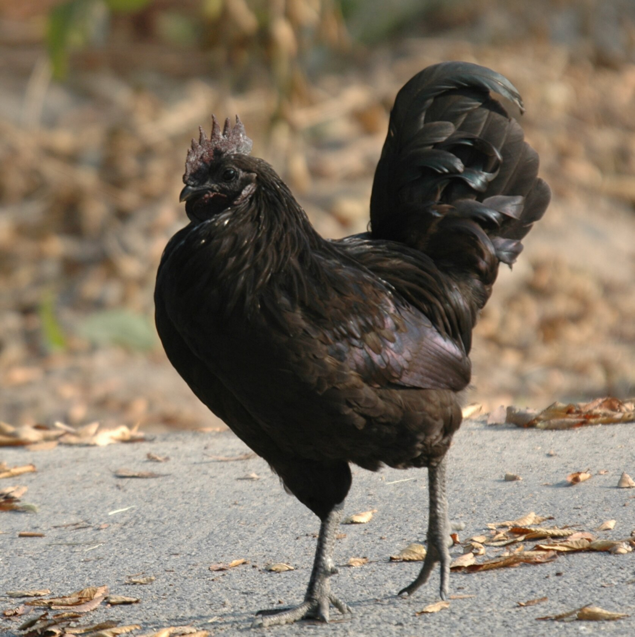 연산 화악리 오계