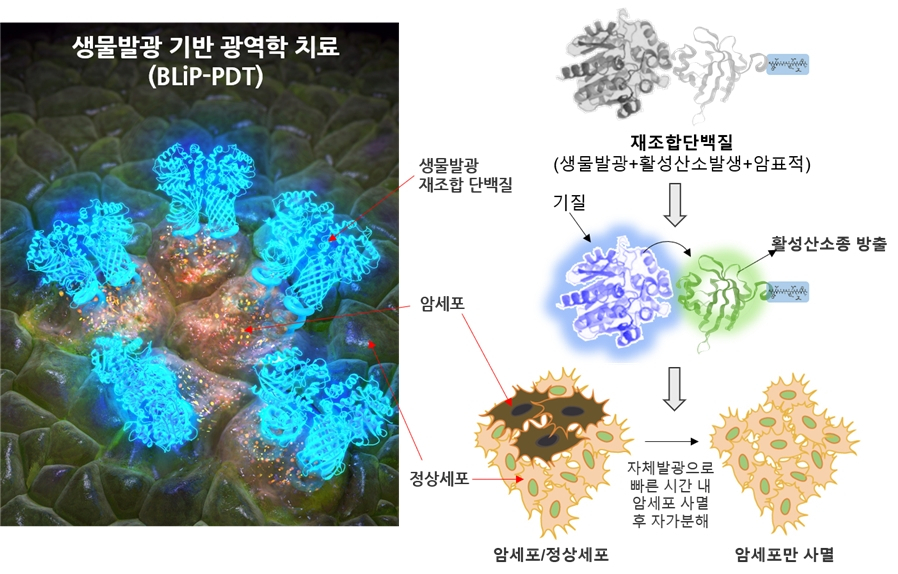 생물발광현상을 이용한 암세포의 광역학적 치료법 모식도.[한국기초과학지원연구원 제공]