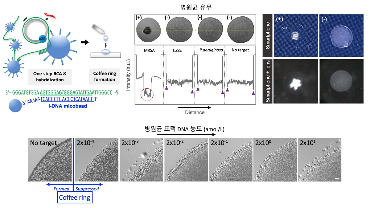 커피링 등온 유전자 검출법 모식도 및 항생네 내성 병원균 분석 결과.[KAIST 제공]