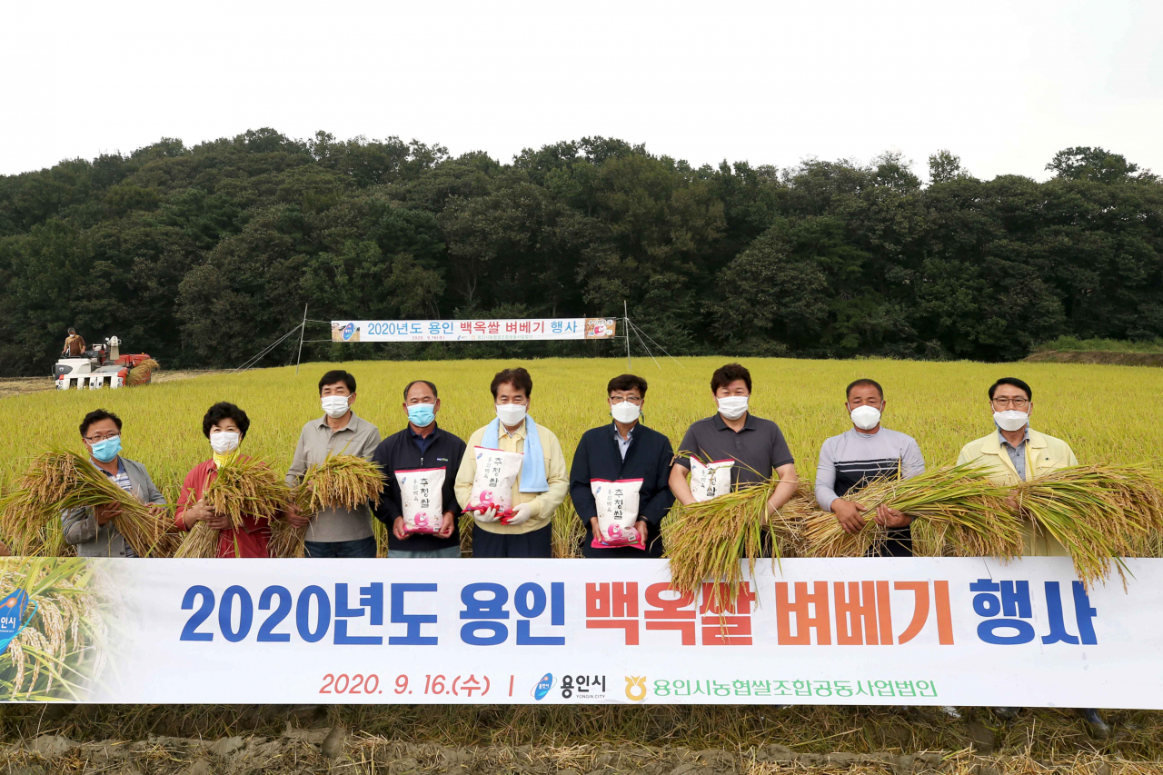 백옥쌀 벼베기 시연회 행사. [용인시 제공]