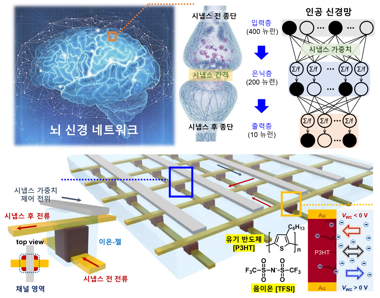 생물학적 시냅스를 모사한 수직 이온-젤 트랜지스터 소자 어레이.[연세대 제공]