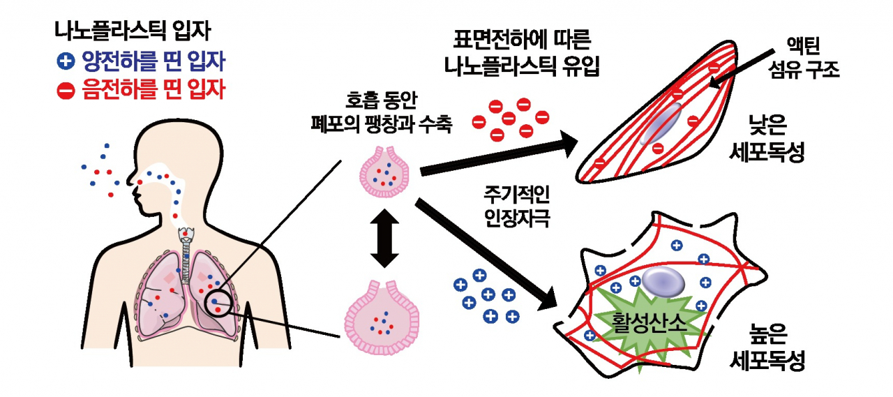 미세플라스틱의 표면 전하에 의한 폐 세포 독성 유발 모식도.[한국기초과학지원연구원 제공]
