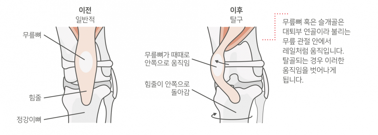 사진=로얄캐닌