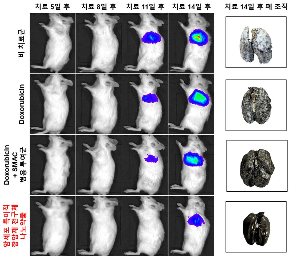 생체발광 영상을 이용한 폐 전이암 동물 모델 내 치료 효능평가 결과. 암세포 특이적 항암제 전구체를 이용한 폐 전이암 동물 모델 내 치료 효능이 다른 치료법과 비교하여 암의 성장을 매우 효과적으로 억제했다. [KIST 제공]