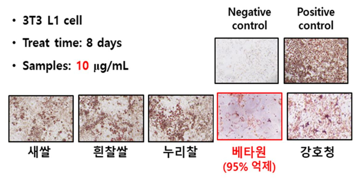 베타원의 지방세포 분화 억제 효과 [사진=농촌진흥청]