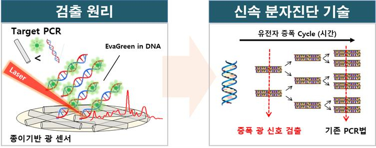 광 신호 증폭 소재 제작기술의 유전자 검출 원리와 신속 분자진단 기술 모식도.[재료연구소 제공]