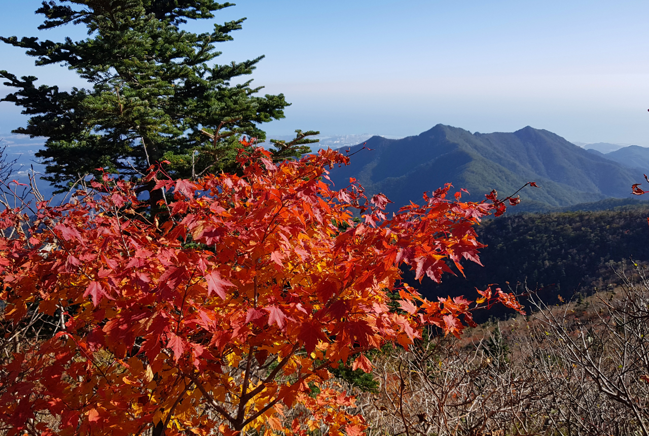 올 가을 설악산국립공원의 단풍이 본격적으로 시작된 28일 대청봉&sim;중청대피소 일원이 오색 단풍으로 물들고 있다. 강원지방기상청은 이날 설악산 첫 단풍이 시작됐다고 밝혔다. [설악산국립공원사무소 제공]