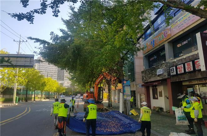 은행나무 열매 조기 채취 작업현장 사진. 부산시 연제구 제공
