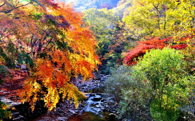 순창 강천산의 단풍. 내장산의 동편이라 일조량 넉넉해서 단풍이 예쁜데, 사람들은 내장산만 가곤 했다. 조만간 정부지원속에 단장하면 노약자, 장애인, 임신부도 편안히 갈 수 있게 된다.