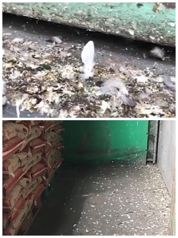 허종식 국회의원이 공개한 CJ인천2공장 내부가 비둘기 깃털과 배설물 등으로 오염된 동영상 캡처본.