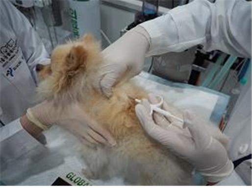 내장형 마이크로칩 시술 장면. [서울시 제공]