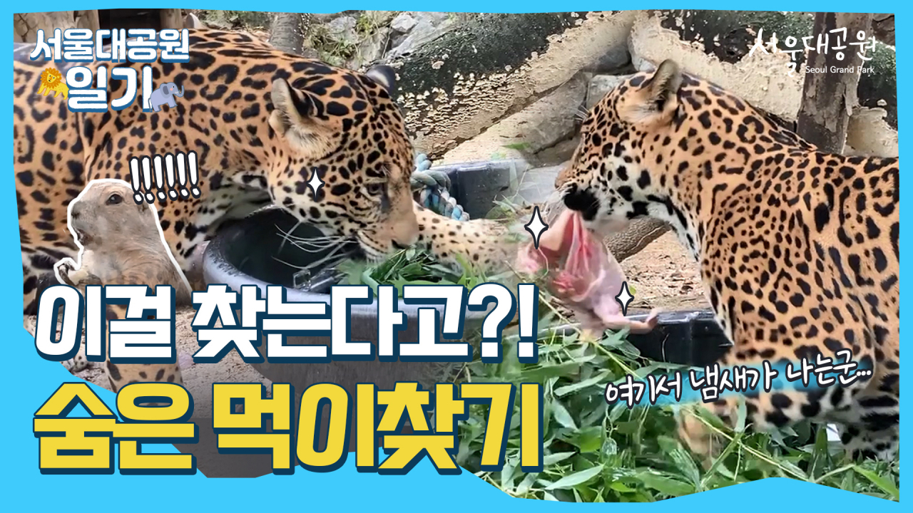 서울대공원 행동풍부화 영상.