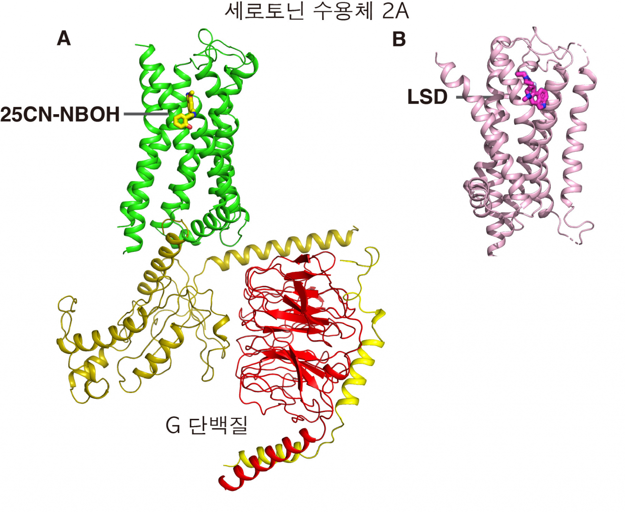 세트로닌 수용체와 환각물질과의 결합구조.[노스캐롤라이나 대학교 김국래 박사 제공]