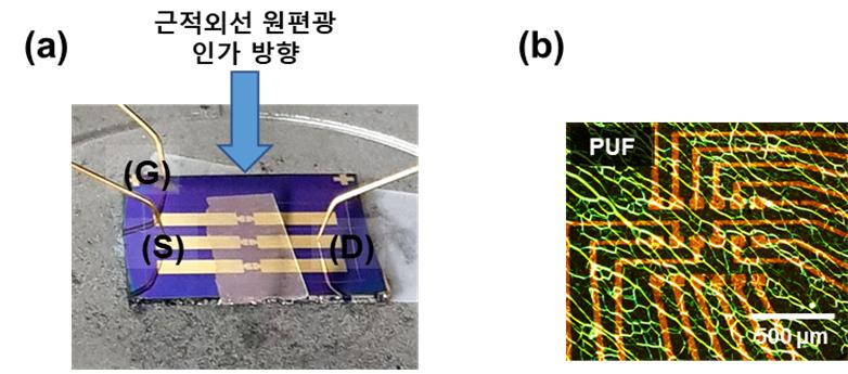 (a) 카이랄 액정 네트워크 필름이 결합된 근적외선 원편광 감응 광트랜지스터 소자의 모습 (b) 카이랄 액정 네트워크 필름을 갖는 물리적 복제 방지 기능(PUF) 어레이의 POM 사진 .[KIST 제공]