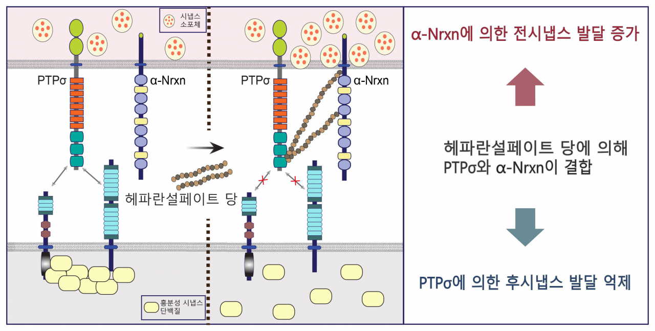뉴렉신과 PTP시그마 접착단백질 간 상호작용을 통한 시냅스 발달 작동기전 모델.[DGIST 제공]