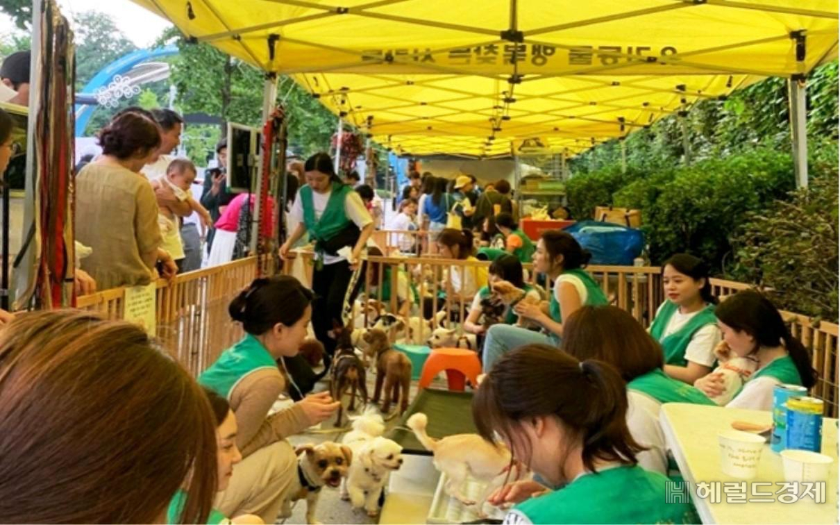 지난해 열린 이태원 유기동물 입양 캠페인. [용산구 제공]