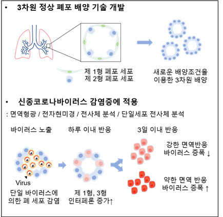 3D 인간 폐포 모델을 통한 코로나19 바이러스가 인간의 폐 세포를 파괴하는 과정 모식도.[KAIST 제공]