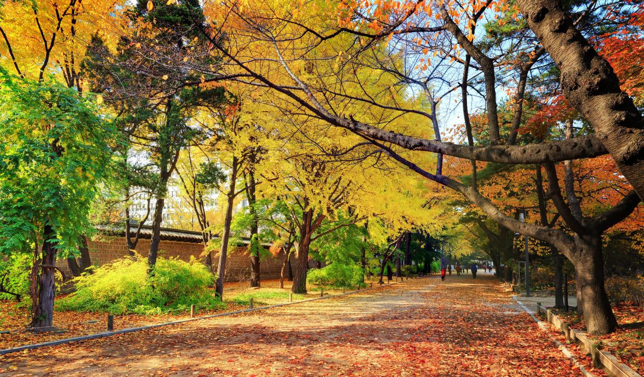 덕수궁 입구의 단풍