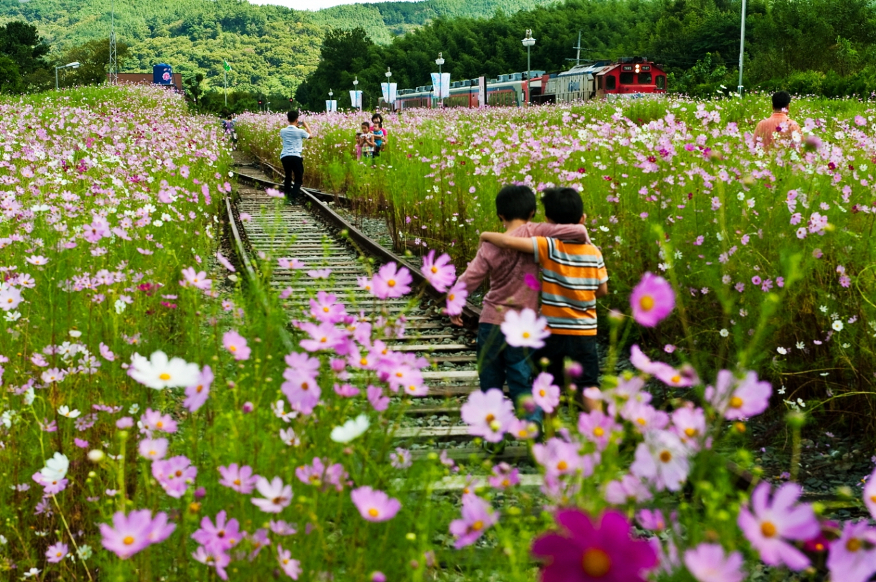 하동 코스모스길 레이파크