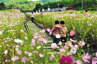 하동 코스모스길 레일파크