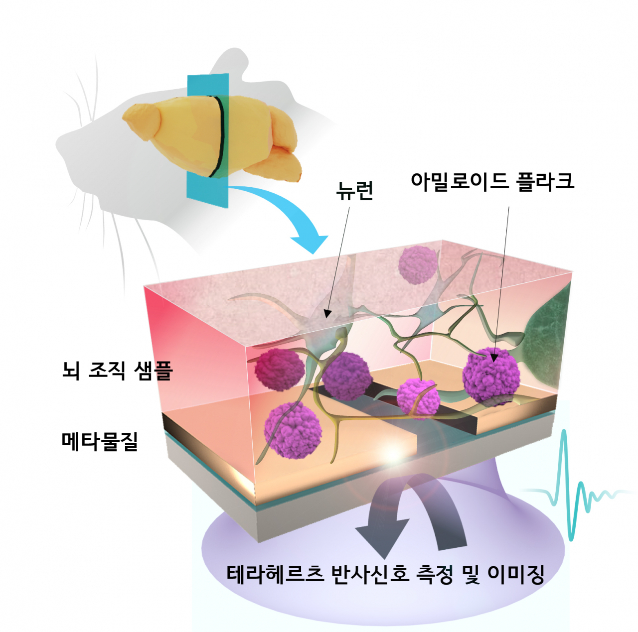 메타물질을 이용한 고민감도 비표지 테라헤르츠 생체 이ㅁ징 기술 모식도.[KIST 제공]