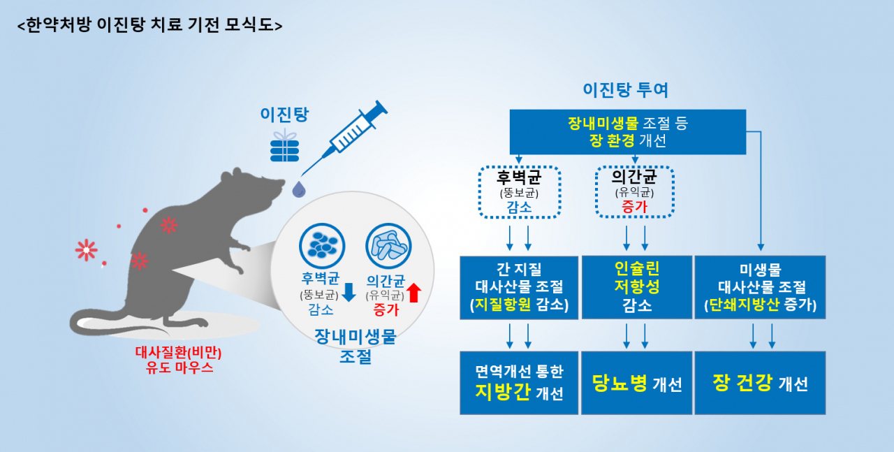 한약처방 이진탕의 대사질환 치료기전 모식도.[한국한의학연구원 제공]