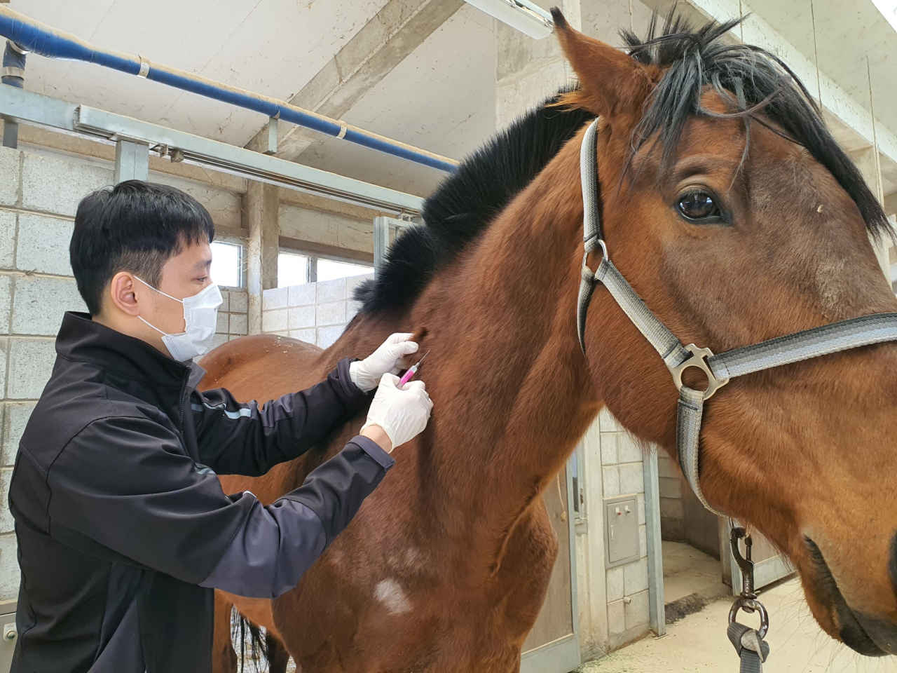 부경동물병원의 최지찬 수의사가 말에게 예방접종 주사를 놓고 있다. [렛츠런파크부산경남 제공]