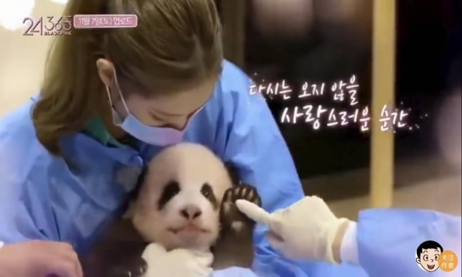 블랙핑크 제니가 판다를 안고 있는 모습 [글로벌타임스 캡처]