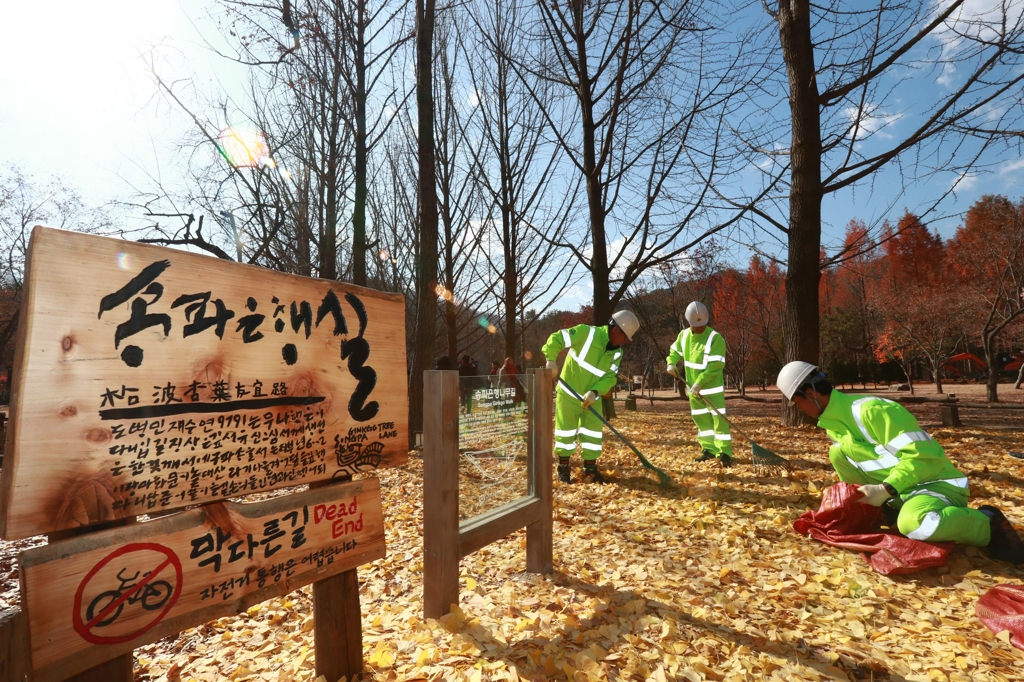 강원도 춘천시 남이섬에 조성된 ‘송파 은행나무길’에 수거해 온 은행잎을 뿌리는 모습. [송파구 제공]