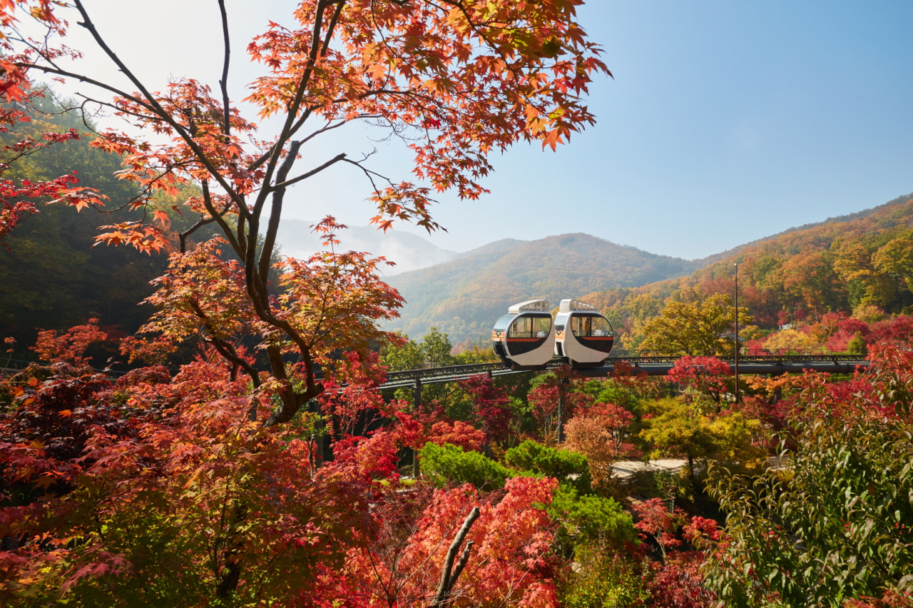 화담숲 단풍