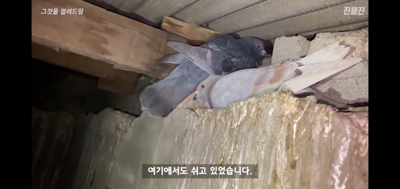 콘크리트 구조물 사이에서 쉬는 도시의 비둘기 [유튜브 '진용진' 채널 캡처]