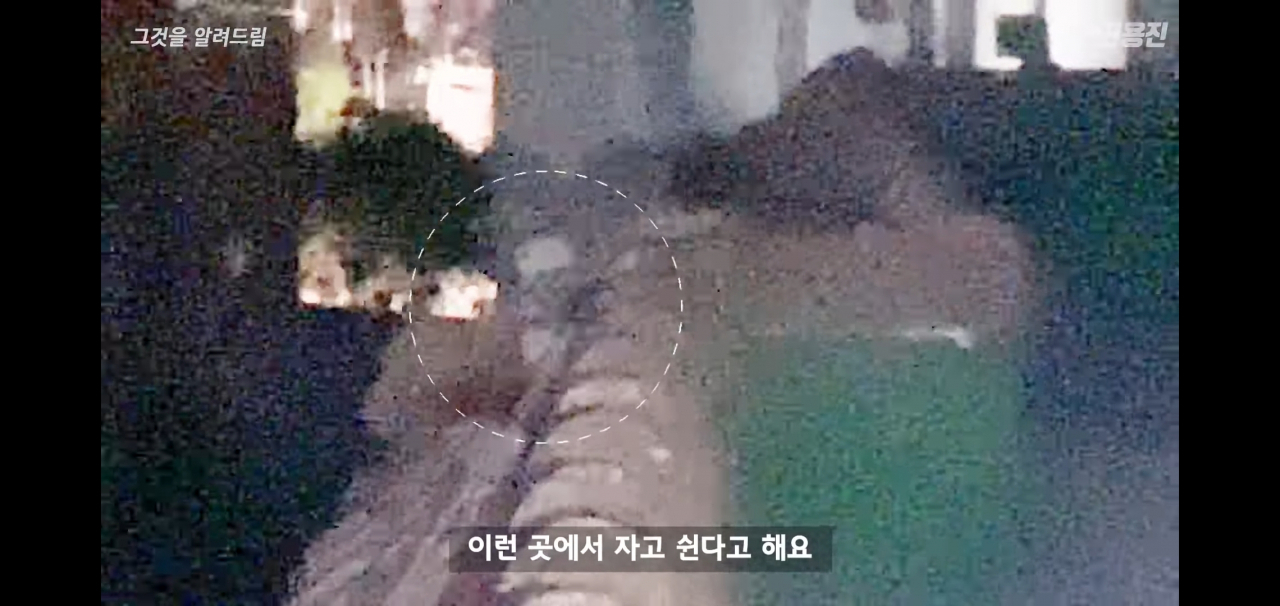 옥상 위에서 쉬고 있는 비둘기 [유튜브 '진용진' 채널 캡처]