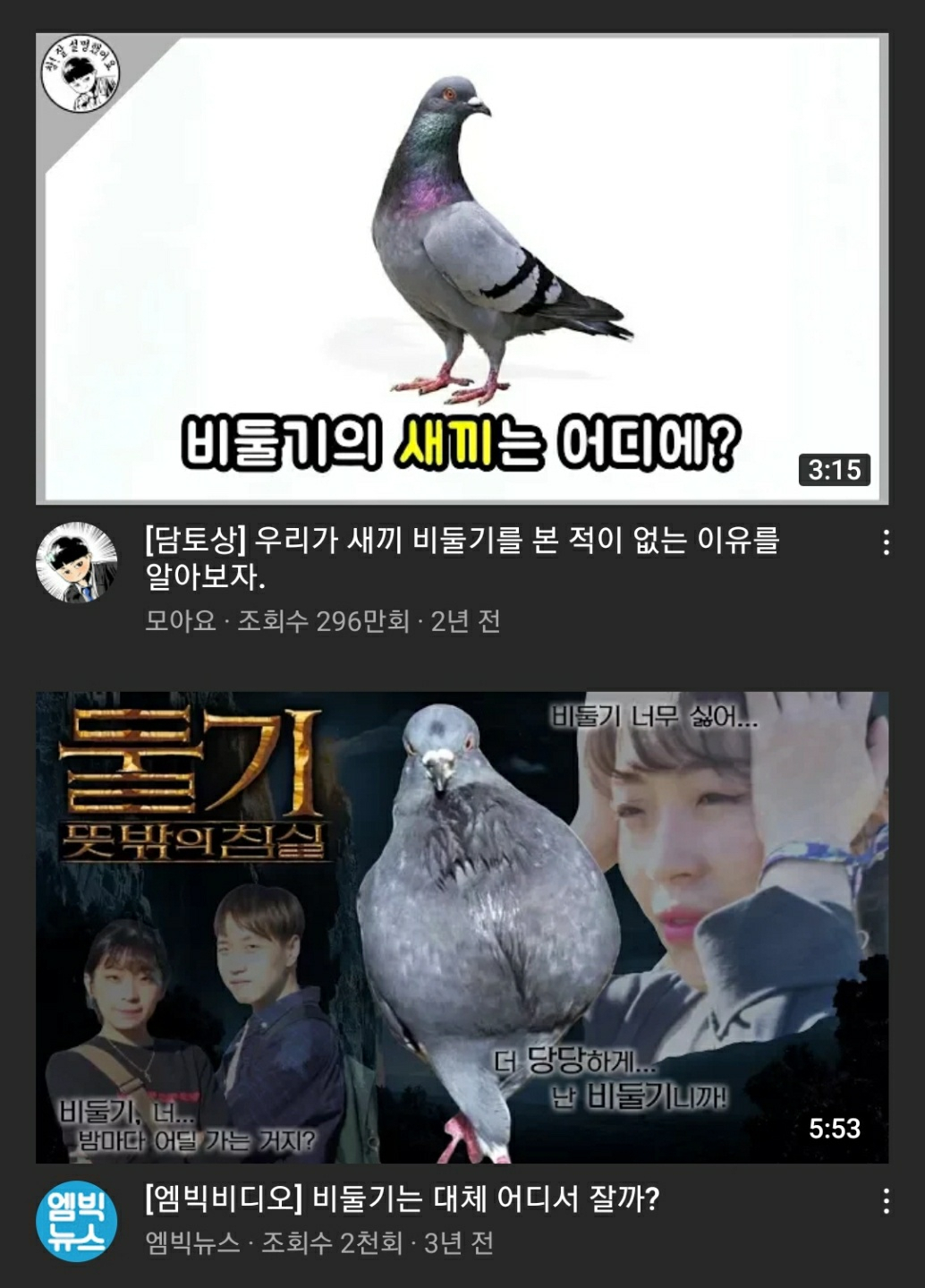 비둘기와 관련한 궁금증을 주제로 삼은 유튜브 영상들 [유튜브 캡처]