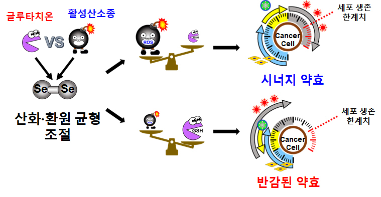 암세포에서 디셀레나이드 나노약물전달체의 분해기전에 따른 산화 환원 균형 조절과 항암제 약효의 영향.[가톨릭대 약학대학 제공]