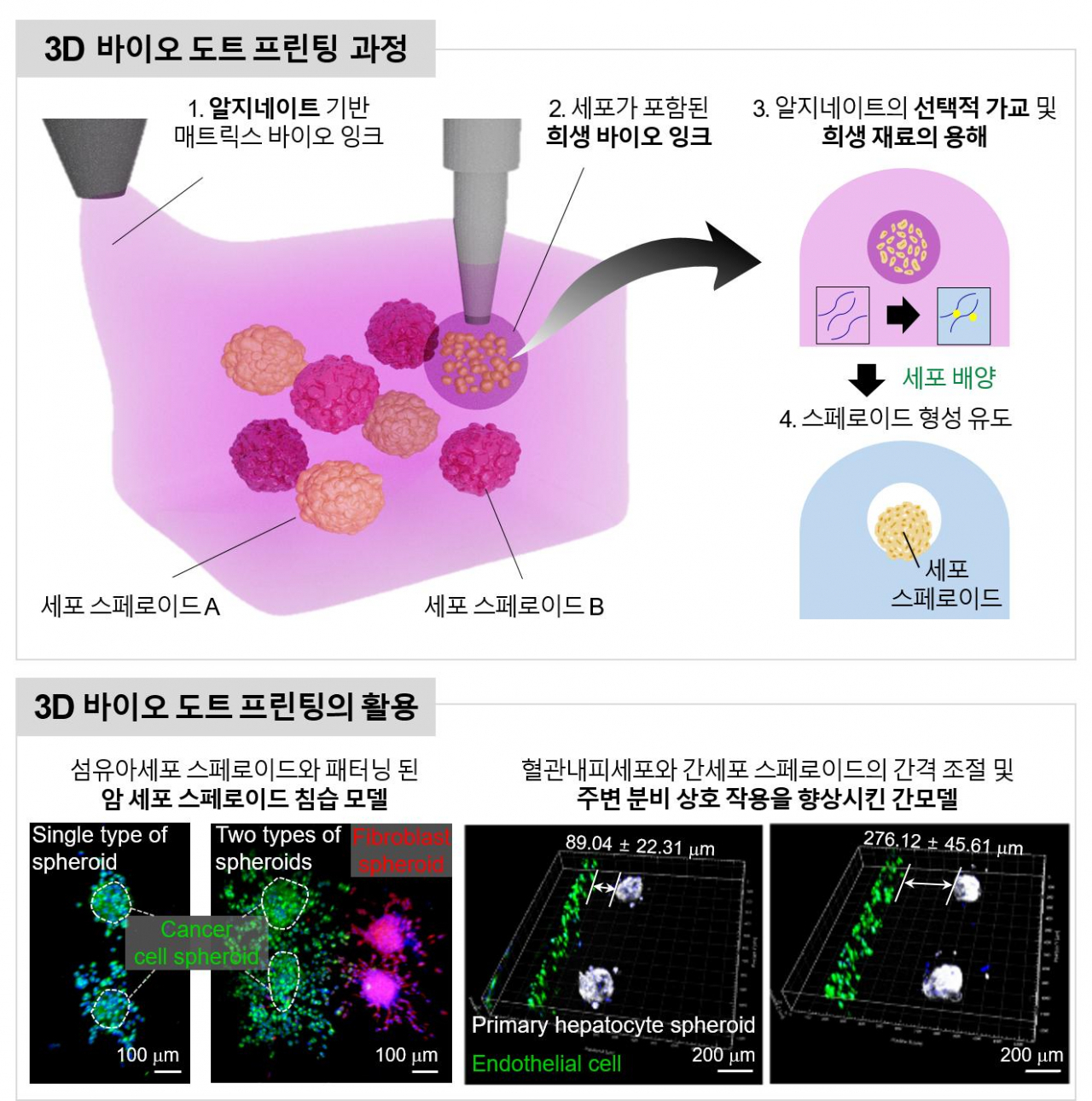 3D 바이오 도트 프린팅 기법 모식도와 활용 사례.[UNIST 제공]