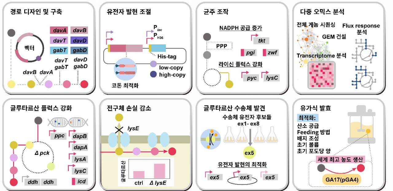 고농도 글루타르산 생성능을 가지는 코리네박테리움 글루타미쿰의 제작을 위한 시스템 대사공학 전략.[KAIST 제공]