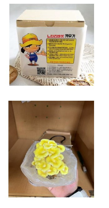 버섯 키우기 키트와 느타리버섯. [용인시 제공]