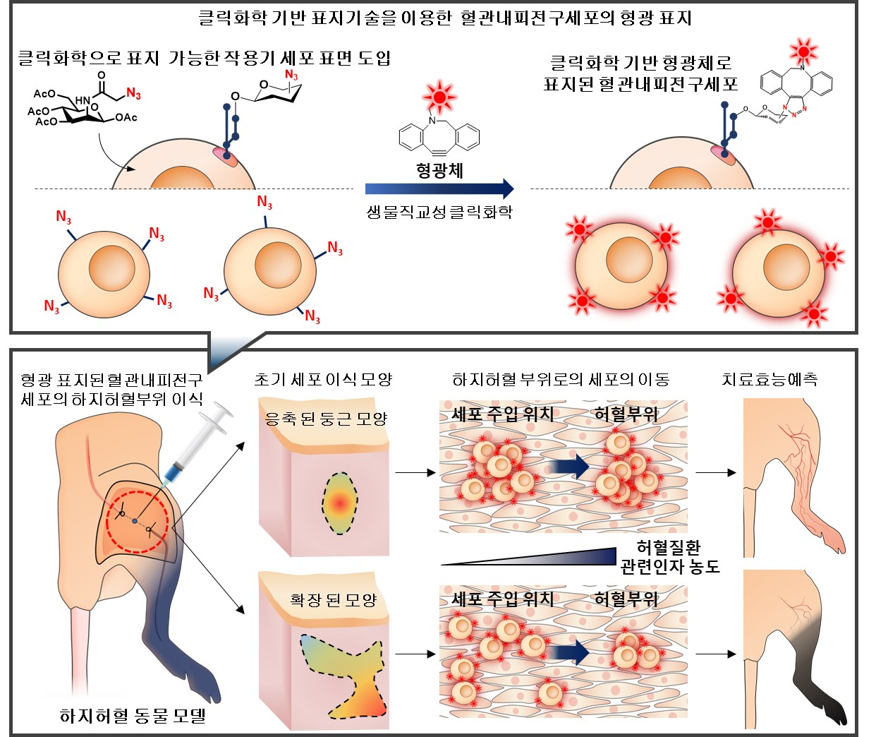 혈관내피 전구세포의 형광 표지 및 하지허혈 쥐 모델에 이식후 모니터링 모식도.[KIST 제공]