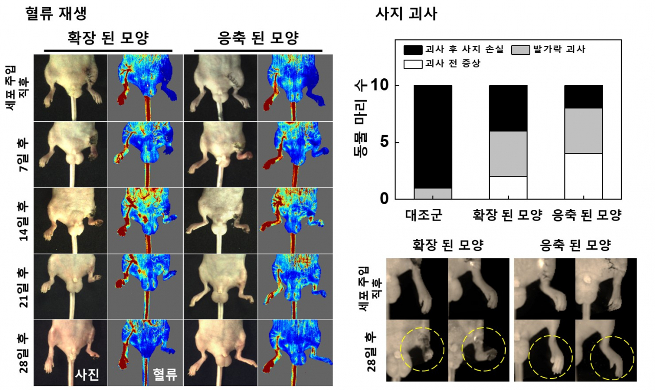 혈관내피 전구세포 이식후 하지허혈 쥐 모델의 혈류 재생 및 사지괴사 모니터링. 세포 주입 직후 응축된 모양으로 혈관내피 전구세포가 이식된 쥐에서 더 높은 혈류 재생 유도 및 사지 괴사 방지가 일어나는 것을 확인함.[KIST 제공]