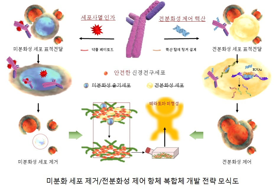 미분화 세포 제거 전분화성 제어 항체 복합체 개발 전략 모식도.[한국생명공학연구원 제공]
