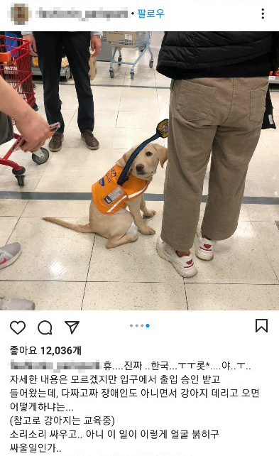 지난 29일 롯데마트 잠실점에서 훈련 중인 장애인 보조견의 출입을 거부했다는 목격담이 인스타그램에 올라와 논란이 일었다. [인스타그램 캡처]