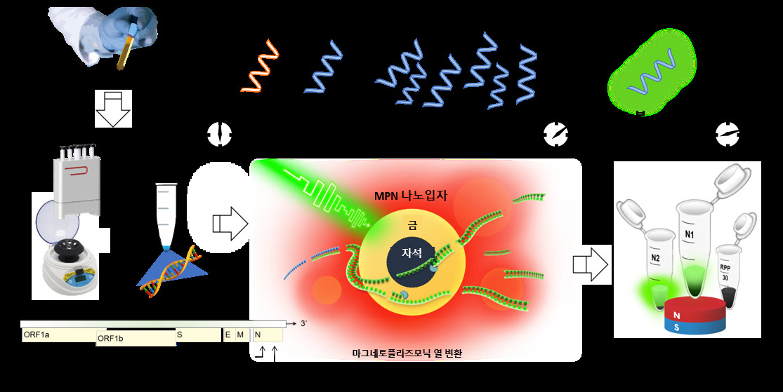 환자 시료에서 추출된 코로나바이러스의 RNA는 nanoPCR을 통해 역전사 및 유전자증폭, 검출과정을 거쳐 최종 코로나19 감염여부를 진단하게 된다. 빠른 유전자증폭 및 검출을 위해 마그네토-플라스모닉 나노입자(MPN)을 사용해 기존 RT-PCR의 온도변화 사이클을 고속으로 구현했으며, 이후 자기장에 의해 MPN이 스스로 분리돼 증폭된 유전물질의 형광신호가 검출되게 했다. [IBS 제공]