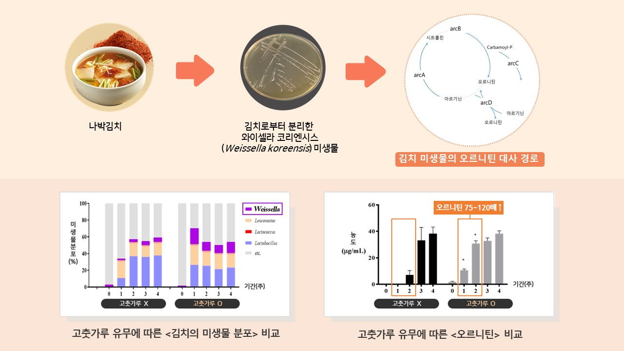 고춧가루 첨강 따른 김치의 영양학적 연구 모식도.[세계김치연구소 제공]