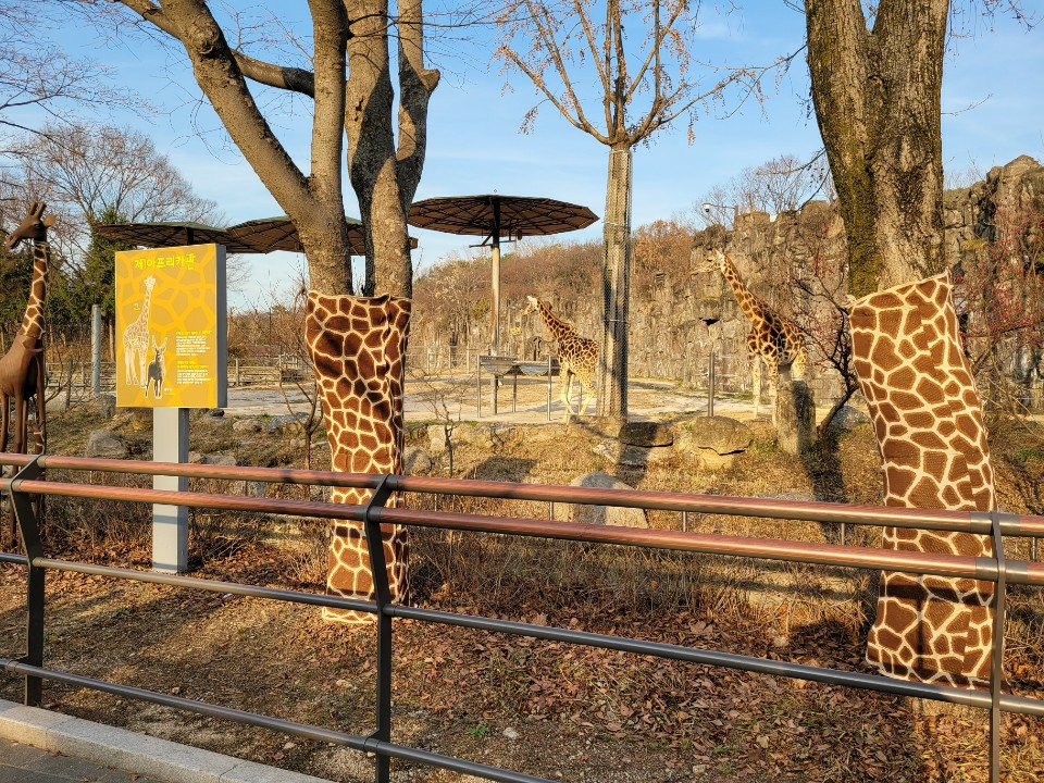 기린 방사장 주변 수목에 기린무늬 나무옷을 입혔다. [서울시 제공]