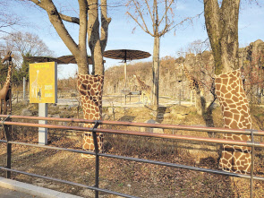 기린 방사장 주변 수목에 기린무늬 나무옷을 입혔다. [서울시 제공]