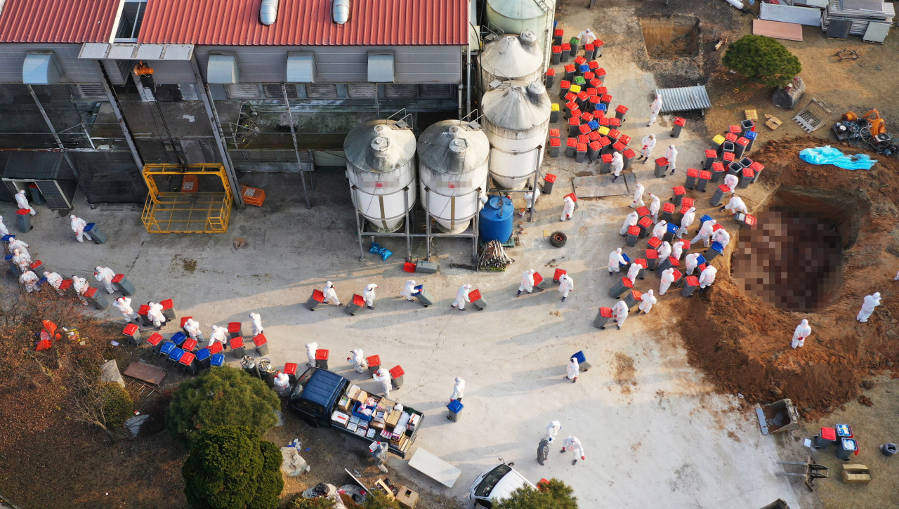 Virus control officials conduct culling efforts Monday at a chicken egg farm in Yeoju, Gyeonggi Province, after the farm was found to have H5N8 strain of highly pathogenic Avian influenza. (Yonhap)