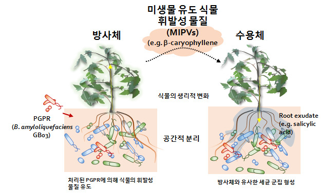 식물은 냄새로 이웃 식물과 대화한다!