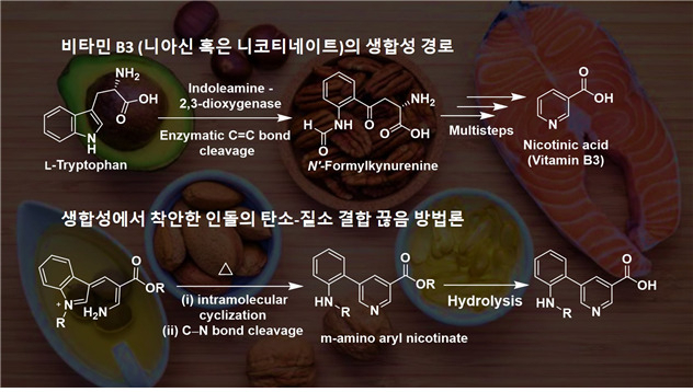 비타민 B3의 생합성 경로에서 착안한 (아자)인돌의 탄소-질소 결합 끊음 방법론.[서울대 제공]