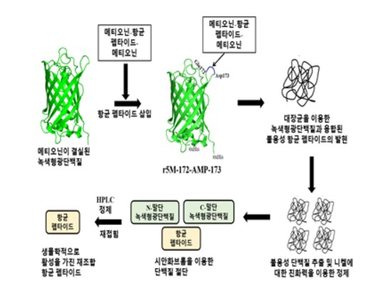 대량 생산용 벡터를 이용한 항균 펩타이드 생산과정 모식도 [농림축산식품부 제공]