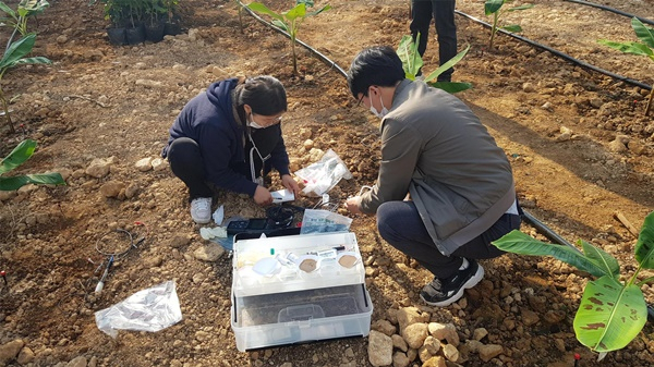 전남 완도군에서 바나나 묘목이 식재돼 2021년 가을철 수확을 앞두고 있다. [완도군 제공]